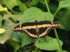 Giant Swallowtail - Papilio Cresphontes